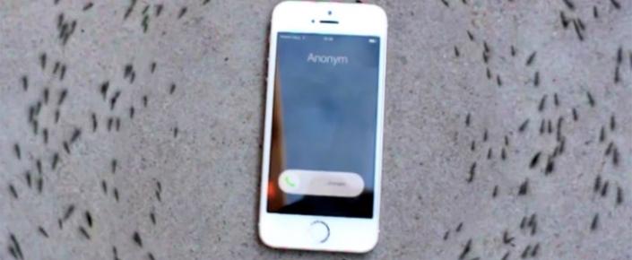 Qarışqalar İphone-nun ətrafına niyə toplanır?