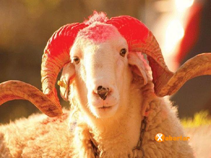 Qurbanlıq qoyunları onlayn ala biləcəksiniz